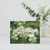 ミズーリ州の花：サンザシ ポストカード (スタンド正面)