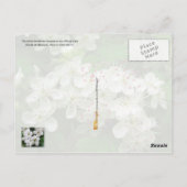 ミズーリ州の花：サンザシ ポストカード (裏面)