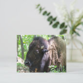 ミズーリ州セントルイスのBison, Lone Elk Park ポストカード (スタンド正面)