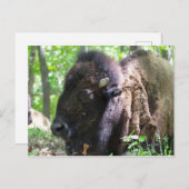 ミズーリ州セントルイスのBison, Lone Elk Park ポストカード (正面/裏面)
