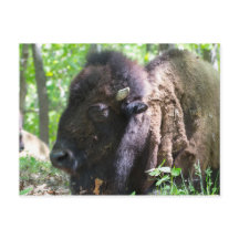 ミズーリ州セントルイスのBison, Lone Elk Park