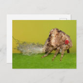 ミズーリ植物のホッパーのニンフ。 ポストカード (正面/裏面)