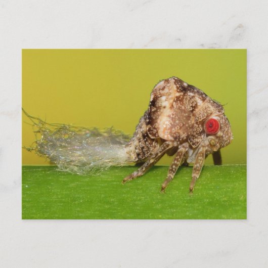 ミズーリ植物のホッパーのニンフ。 ポストカード (正面)