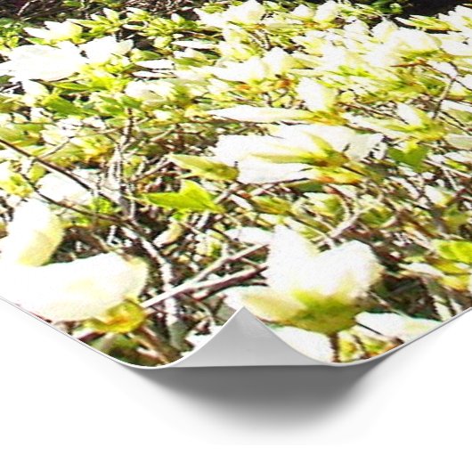 ミズーリ植物園 ポスター (角)