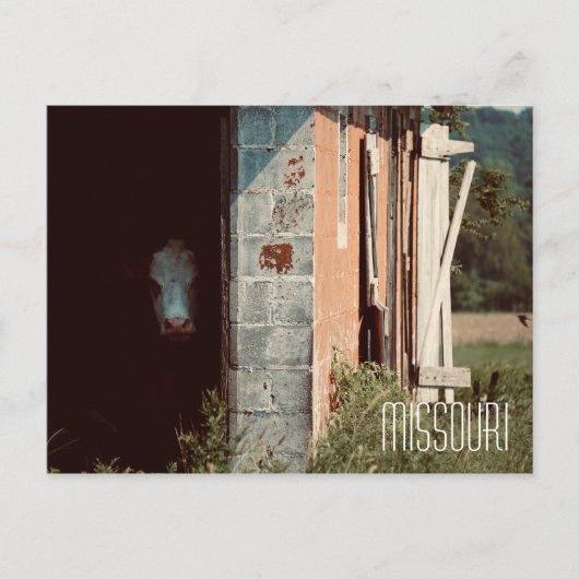 ミズーリ牛はがき ポストカード (正面)
