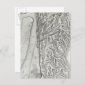 ミズーリ,ビックスバーグ ポストカード (正面/裏面)