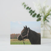 ミズーリ・フォクストロッター ポストカード (スタンド正面)