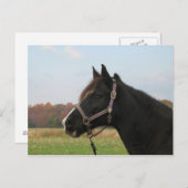 ミズーリ・フォクストロッター ポストカード (正面/裏面)