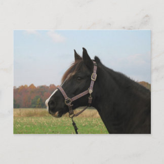 ミズーリ・フォクストロッター ポストカード