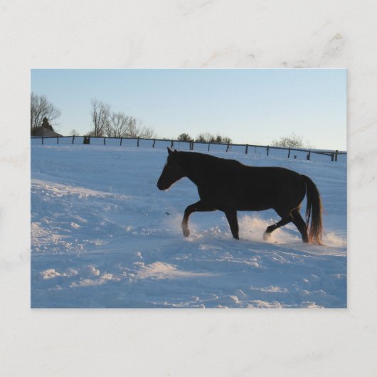 ミズーリ・フォクストロッター ポストカード (正面)