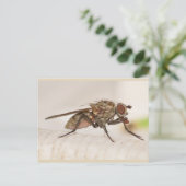 ミズーリ・フライ。 ポストカード (スタンド正面)