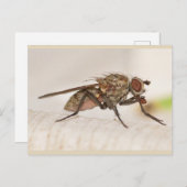 ミズーリ・フライ。 ポストカード (正面/裏面)