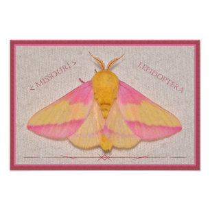 ミズーリRosy Maple Moth Deluxe. フォトプリント