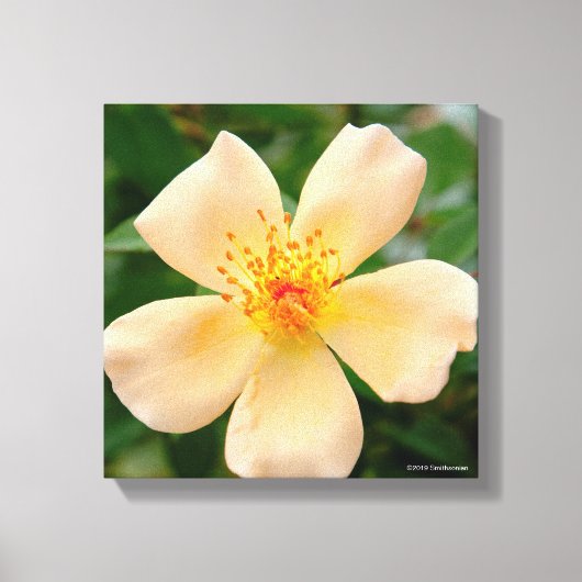 ミセス・オークリー・フィッシャーバラ キャンバスプリント (正面)