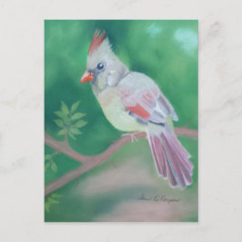 ミセス・（鳥）ショウジョウコウカンチョウ ポストカード