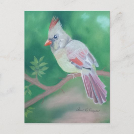 ミセス・（鳥）ショウジョウコウカンチョウ ポストカード (正面)