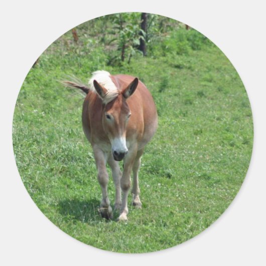 ミソウリミュール ラウンドシール (正面)