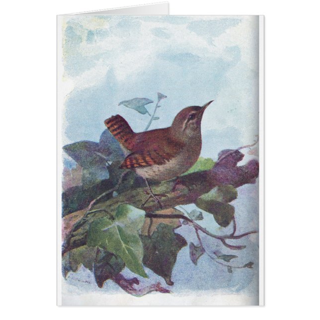 ミソサザイ (正面)