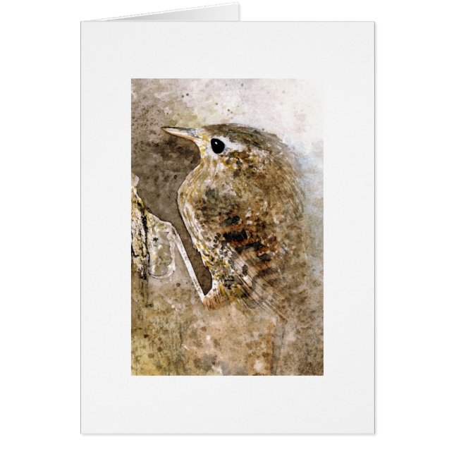 ミソサザイ (正面)