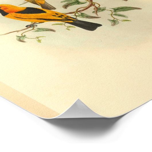 ミゾーイエローフライキャッチャーバードヴィンテージプリント ポスター (角)