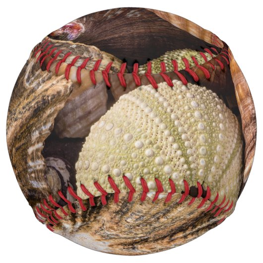 ミックスシーシェル野球 ソフトボール (正面)