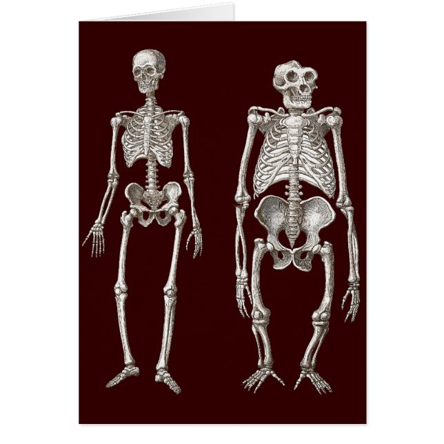 ミッシングリンク-人およびサルの骨組 (正面)