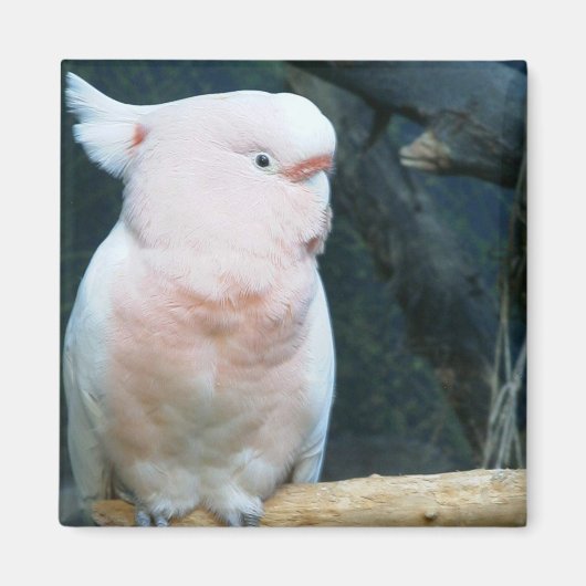 ミッチェル専攻のコッカトー マグネット (正面)
