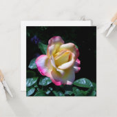 ミッドサマーガーデンバラ カード (正面/裏面インサイチュ)