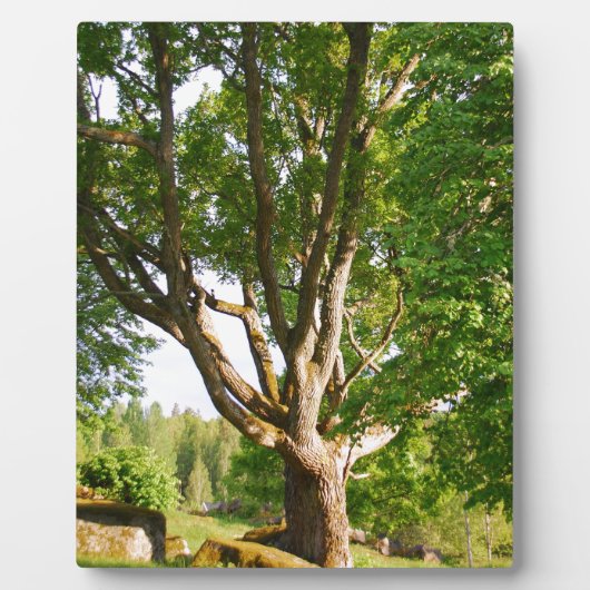 ミッドサマーライトスモーランド フォトプラーク (正面)