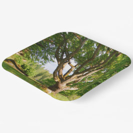 ミッドサマーライトスモーランド ペーパープレート