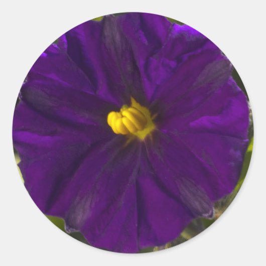 ミッドナイトシェード ラウンドシール (正面)