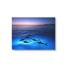 ミッドナイトドルフィンズ