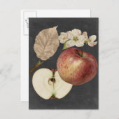 ミッドナイトハーベストII ポストカード (正面/裏面)