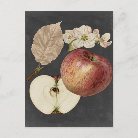 ミッドナイトハーベストII ポストカード (正面)