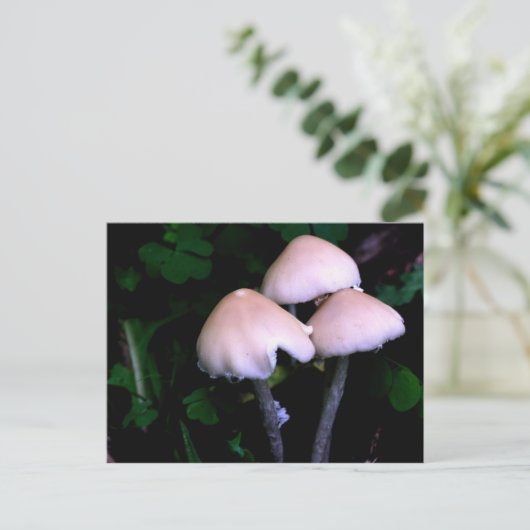 ミッドナイトマッシュルーム自然撮影はがき ポストカード (スタンド正面)