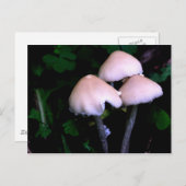 ミッドナイトマッシュルーム自然撮影はがき ポストカード (正面/裏面)