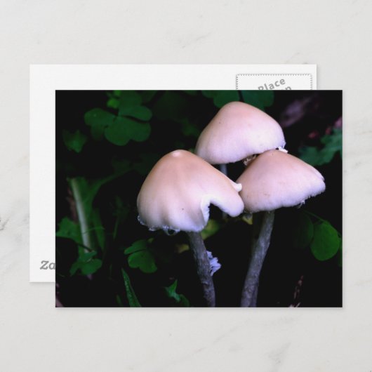 ミッドナイトマッシュルーム自然撮影はがき ポストカード (正面/裏面)