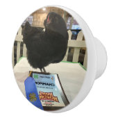 ミッドナイト·アメラウカナ·チャンピオンチキン·ノブ·プルBW セラミックノブ (右)