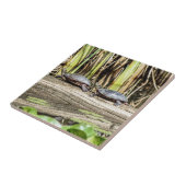 ミッドラン色彩の鮮やかド·タートルズ·セラミック·フォトタイル タイル (側面)