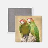 ミッレッド・パレーケ上の木製ポスト葉書スクエアスティック マグネット (正面/裏面)