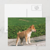 ミッ日本のジェット芝2 ポストカード (正面/裏面)