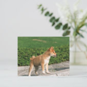 ミッ日本のジェット芝2 ポストカード (スタンド正面)