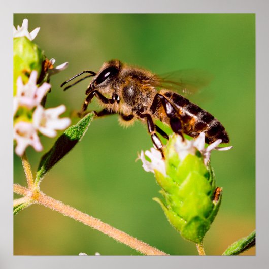 ミツバチが行動を起こす ポスター (正面)