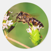 ミツバチが行動を起こす ラウンドシール (正面)