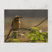 ミツバチが食べる野生動物の写真 ポストカード (正面)