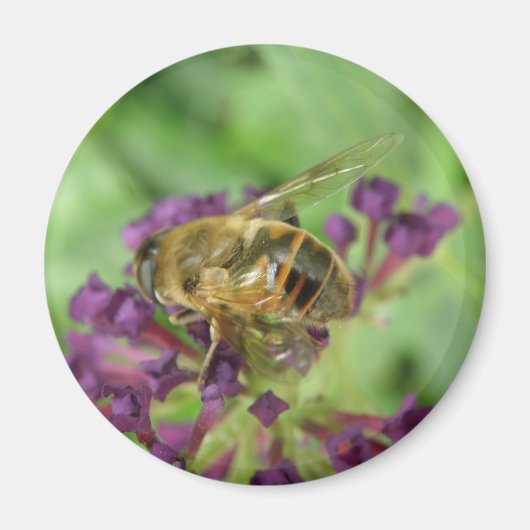 ミツバチと紫色の花磁石 マグネット (正面)