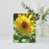 ミツバチのひまわり ポストカード (スタンド正面)