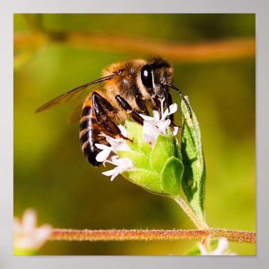 ミツバチのマクロ写真 ポスター (正面)