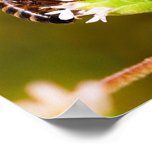 ミツバチのマクロ写真 ポスター (角)