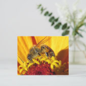 ミツバチの密集受粉 ポストカード (スタンド正面)